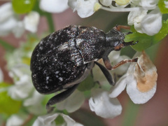 Bruchus atomarius