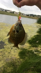 Lepomis gibbosus × macrochirus