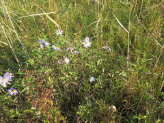 Aster maackii