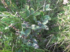 Potentilla freyniana