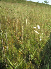 Sanguisorba parviflora