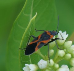 Lygaeus kalmii angustomarginatus