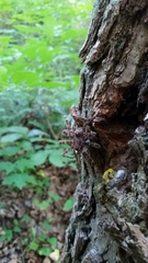 Dolomedes tenebrosus