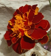 Tagetes patula