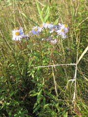 Aster maackii