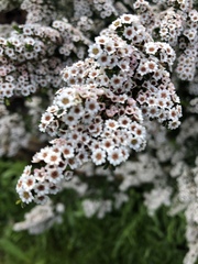 Thryptomene calycina