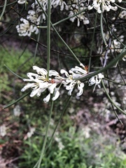 Hakea rostrata