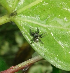Phintella vittata