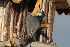 Sitta carolinensis