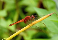 Crocothemis servilia