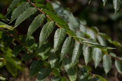 Ailanthus altissima