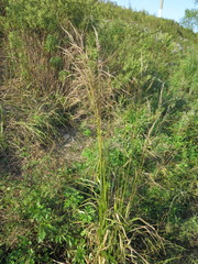 Achnatherum pekinense