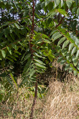 Ailanthus altissima