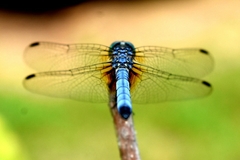 Pachydiplax longipennis