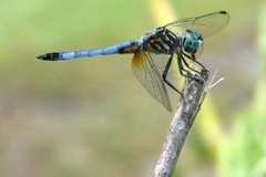 Pachydiplax longipennis