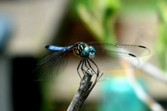 Pachydiplax longipennis