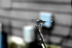 Pachydiplax longipennis