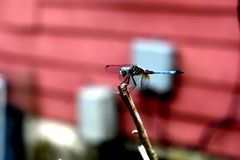 Pachydiplax longipennis