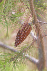 Pinus halepensis