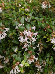 Abelia × grandiflora