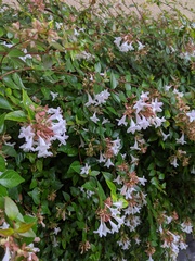 Abelia × grandiflora