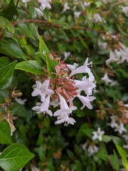 Abelia × grandiflora