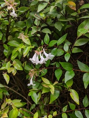 Abelia × grandiflora