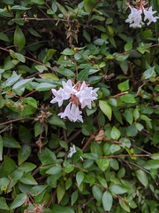 Abelia × grandiflora