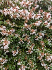 Abelia × grandiflora