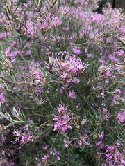 Grevillea gariwerdensis