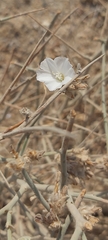 Convolvulus oxyphyllus