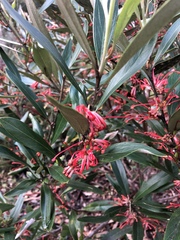 Grevillea dimorpha