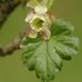Ribes uva-crispa - Photo (c) AnneTanne,  זכויות יוצרים חלקיות (CC BY-NC-SA)