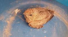 Caprimulgiformes