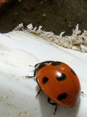 Coccinella algerica