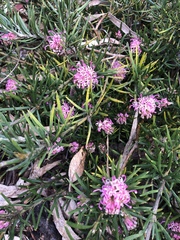 Grevillea confertifolia