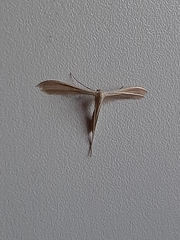 Pterophoridae