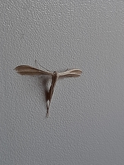 Pterophoridae