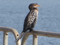 Microcarbo africanus