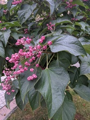 Clerodendrum trichotomum