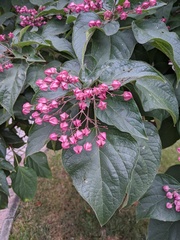 Clerodendrum trichotomum