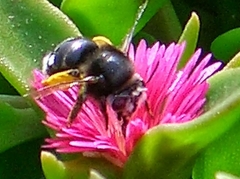 Anthophora alluaudi