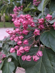 Clerodendrum trichotomum