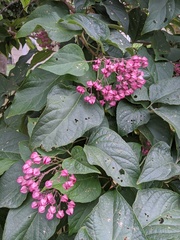 Clerodendrum trichotomum