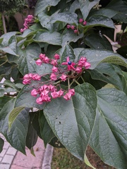 Clerodendrum trichotomum