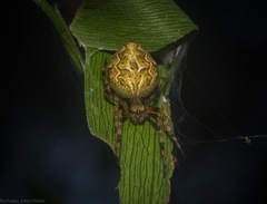 Salsa brisbanae