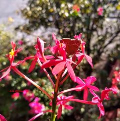 Callophrys xami xami