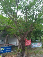 Ficus microcarpa microcarpa
