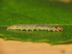 Ditula angustiorana