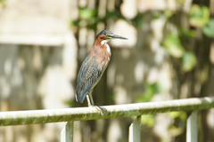 Butorides virescens